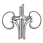 urology-icon-image